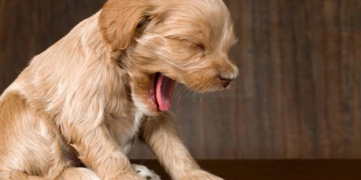 ¿Sabías que los perros bostezan junto a los humanos por empatía?