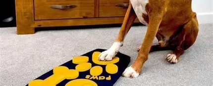 Inventan el primer mando a distancia para perros Inventan el primer mando a distancia para perros