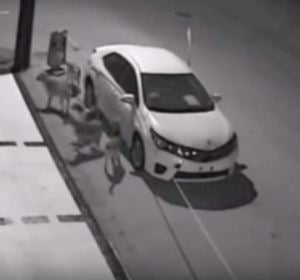 Una manada de perros callejeros destroza un coche en apenas unos minutos Una manada de perros callejeros destroza un coche en apenas unos minutos
