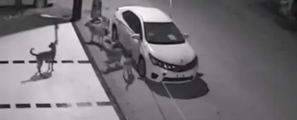 Una manada de perros callejeros destroza un coche en apenas unos minutos Una manada de perros callejeros destroza un coche en apenas unos minutos
