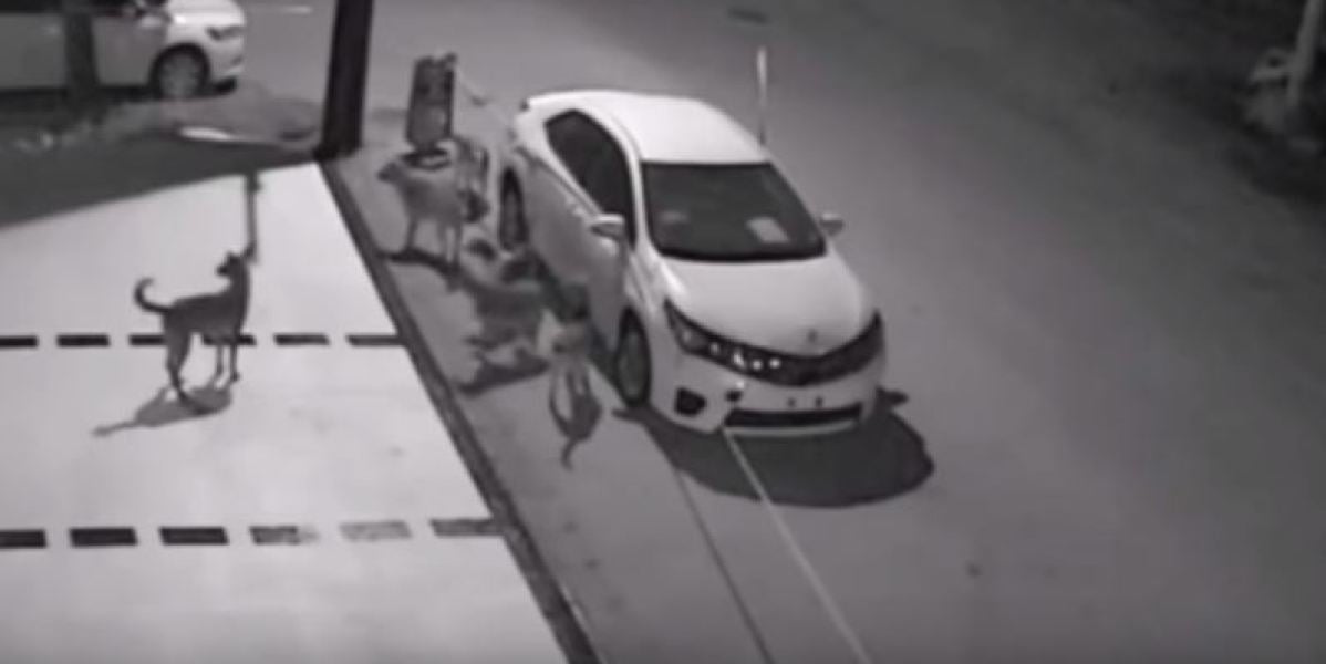 Una manada de perros callejeros destroza un coche en apenas unos minutos