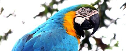 Loro Loro