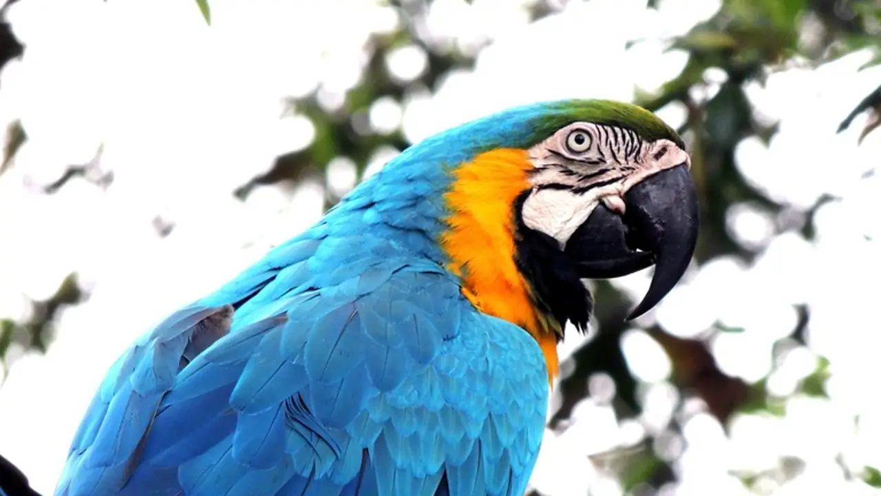 Loro Loro