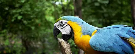 Loro Loro