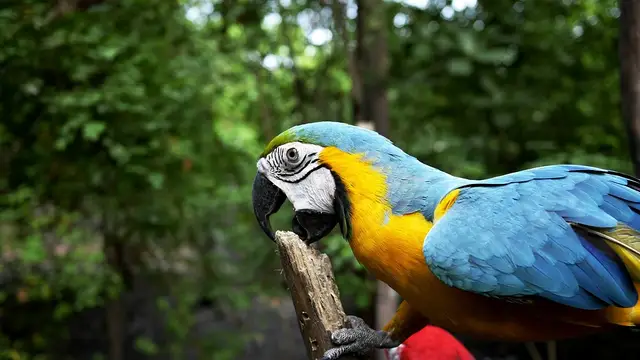 Loro