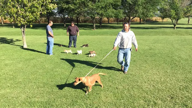 Fueron de despedida y acabaron con un cachorro