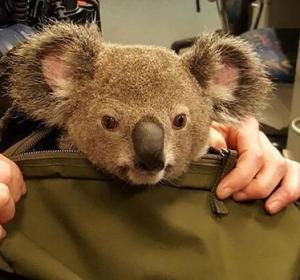 Arrestan a una mujer que lleva una cría de koala en la mochila Arrestan a una mujer que lleva una cría de koala en la mochila