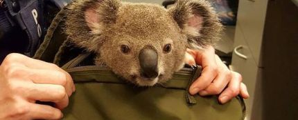 Arrestan a una mujer que lleva una cría de koala en la mochila