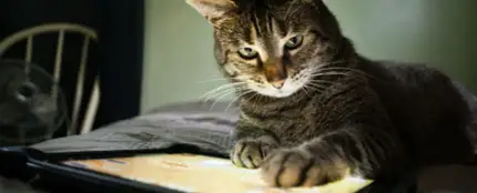Gato con iPad Gato con iPad