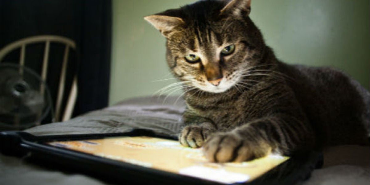 Gato con iPad