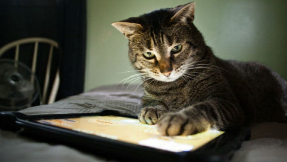 Gato con iPad