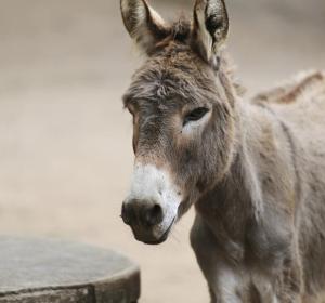 Un burro Un burro