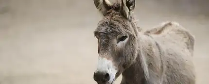 Un burro Un burro