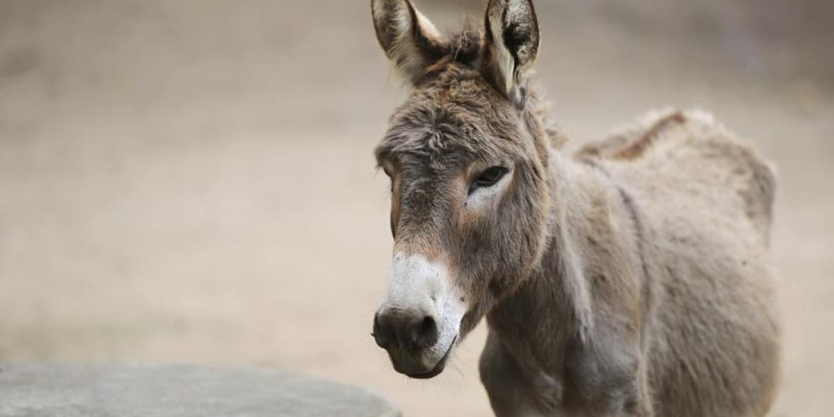 Un burro