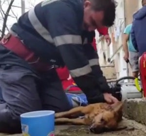 El bombero rumano reanimando al perro El bombero rumano reanimando al perro
