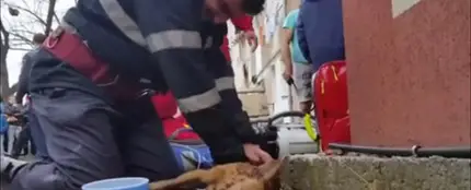 El bombero rumano reanimando al perro El bombero rumano reanimando al perro