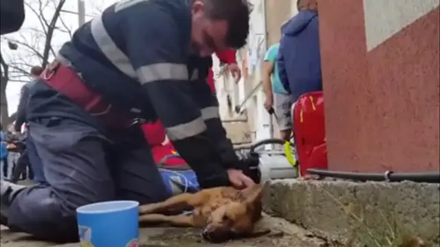 El bombero rumano reanimando al perro