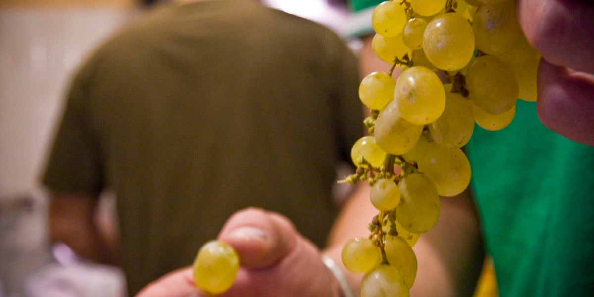 Uvas para Nochevieja