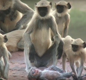 Un grupo de primates llora la muerte de "uno de los suyos" Un grupo de primates llora la muerte de "uno de los suyos"