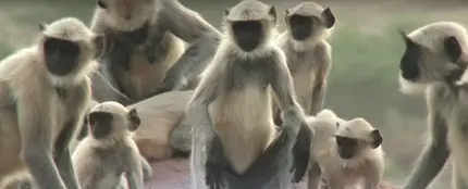 Un grupo de primates llora la muerte de "uno de los suyos" Un grupo de primates llora la muerte de "uno de los suyos"