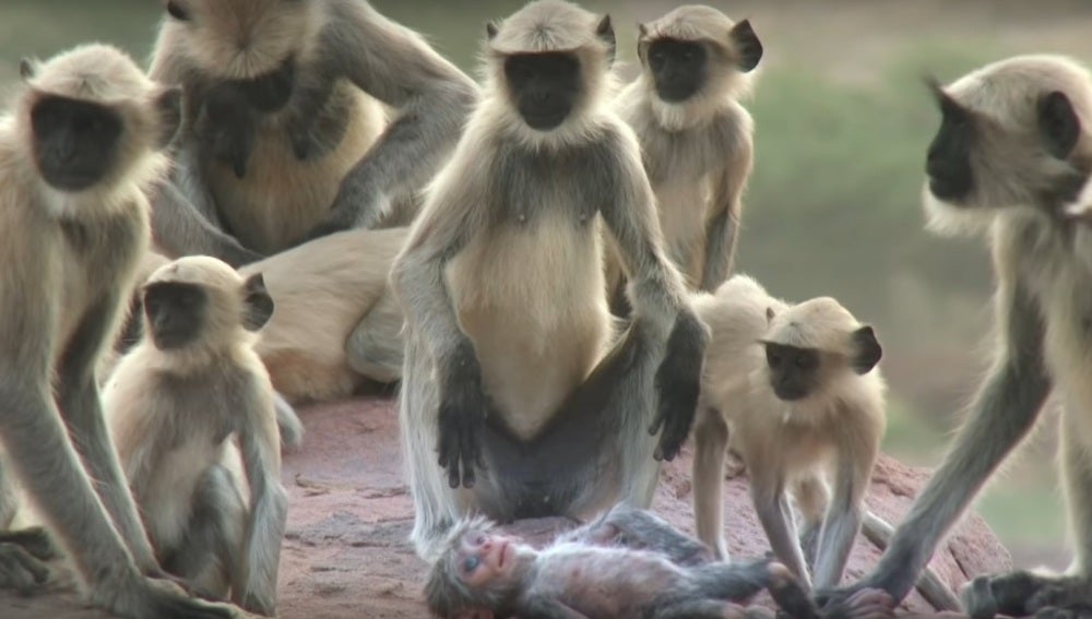 Un grupo de primates llora la muerte de "uno de los suyos" 