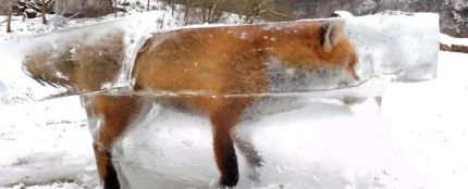 Un zorro congelado en un bloque de hielo