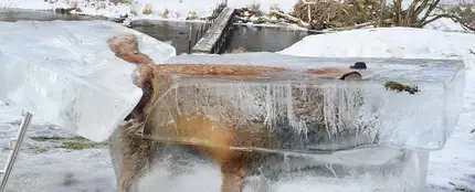 Zorro atrapado en el hielo Zorro atrapado en el hielo
