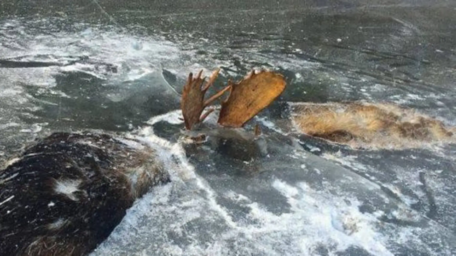 Una pareja de alces queda atrapa en el río helado