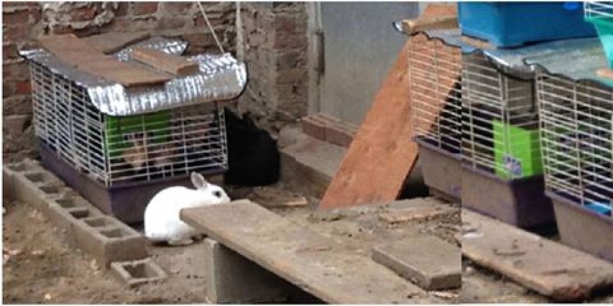 Los conejos de Dorota Trec
