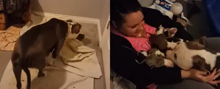 Capturas del vídeo que muestra cómo va entregando a sus cachorros a la joven Capturas del vídeo que muestra cómo va entregando a sus cachorros a la joven
