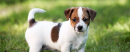 Cachorro de perro de la raza Jack Russell Cachorro de perro de la raza Jack Russell