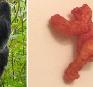 En eBay acaba de venderse un Cheeto que se parece a Harambe por 99.999 dólares En eBay acaba de venderse un Cheeto que se parece a Harambe por 99.999 dólares