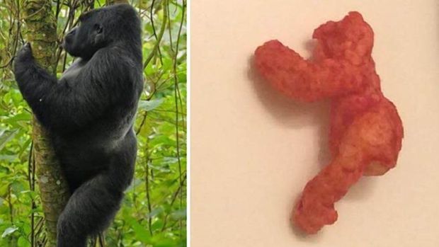 En eBay acaba de venderse un Cheeto que se parece a Harambe por 99.999 dólares