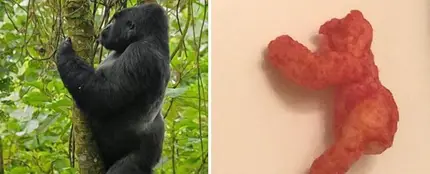 En eBay acaba de venderse un Cheeto que se parece a Harambe por 99.999 dólares En eBay acaba de venderse un Cheeto que se parece a Harambe por 99.999 dólares