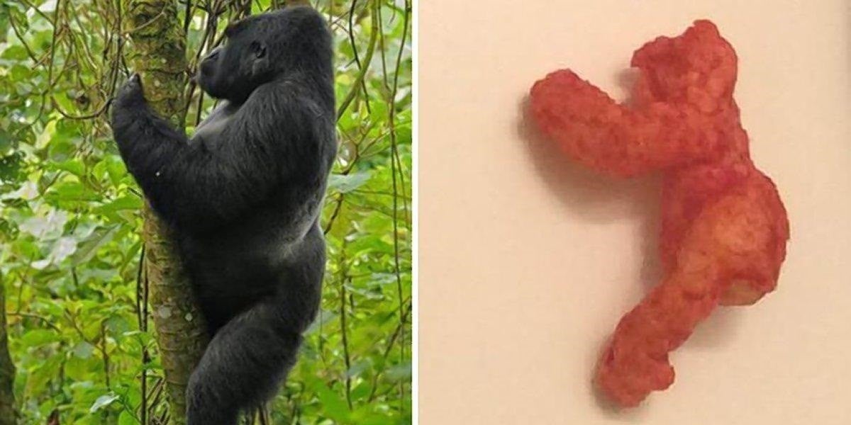 En eBay acaba de venderse un Cheeto que se parece a Harambe por 99.999 dólares