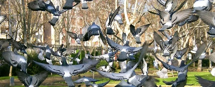 Palomas Palomas