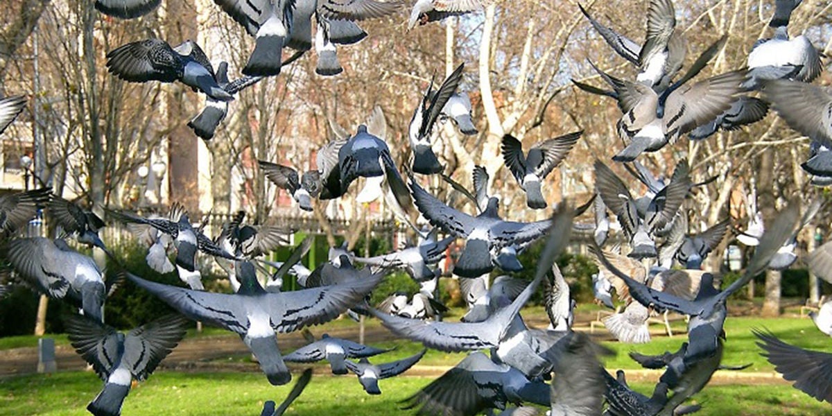 Palomas