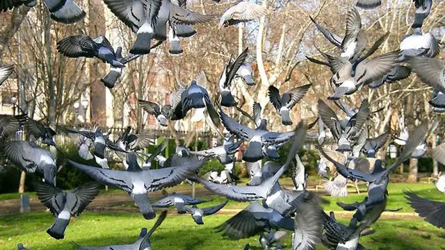 Palomas