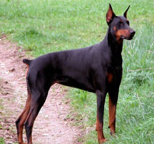 Un perro al que le han cortado el rabo por cuestiones estéticas Un perro al que le han cortado el rabo por cuestiones estéticas