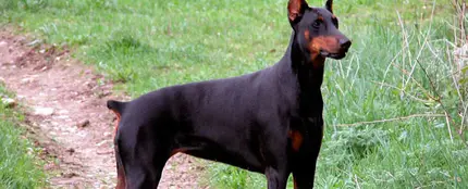 Un perro al que le han cortado el rabo por cuestiones estéticas Un perro al que le han cortado el rabo por cuestiones estéticas