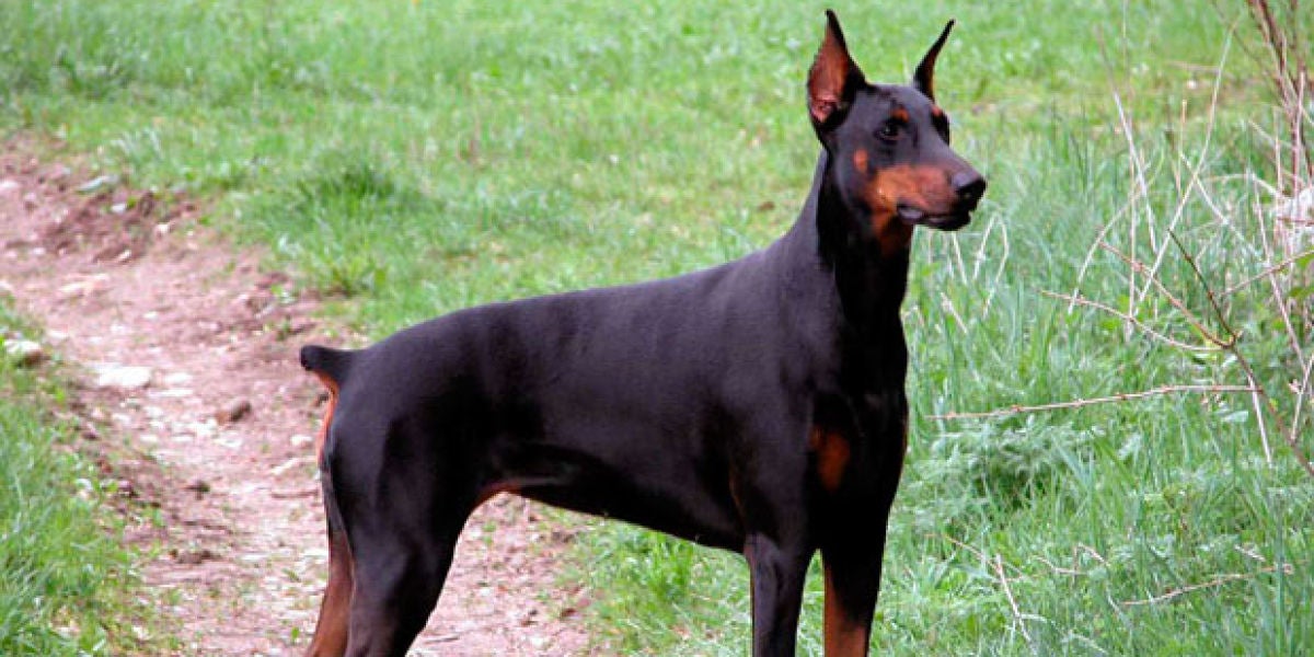 Un perro al que le han cortado el rabo por cuestiones estéticas