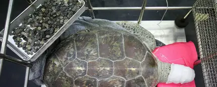 La tortuga Om Sin descansa tras la operación junto a las monedas La tortuga Om Sin descansa tras la operación junto a las monedas