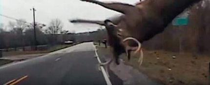 Imagen de archivo de un accidente con un ciervo
