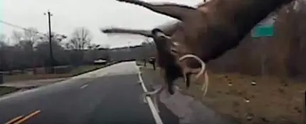 Imagen de archivo de un accidente con un ciervo Imagen de archivo de un accidente con un ciervo