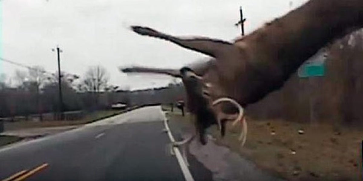 Imagen de archivo de un accidente con un ciervo