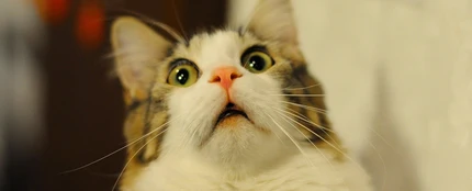 Gato Gato