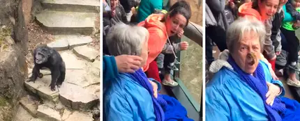 La realidad detrás del vídeo viral del chimpancé que lanzó sus heces y acertó en la cara de una abuela La realidad detrás del vídeo viral del chimpancé que lanzó sus heces y acertó en la cara de una abuela