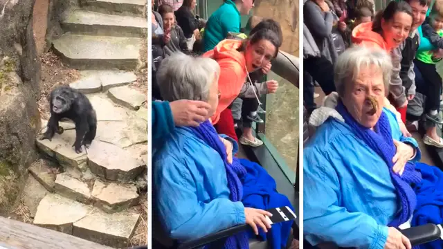 La realidad detrás del vídeo viral del chimpancé que lanzó sus heces y acertó en la cara de una abuela