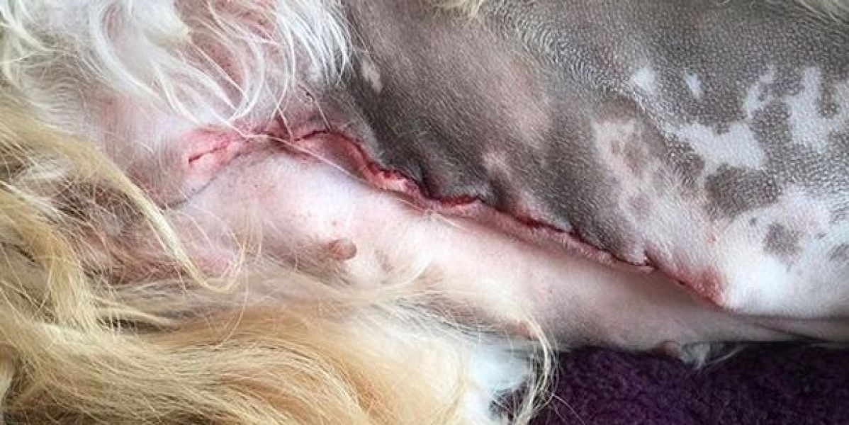 Operación de cáncer de mama en la mascota