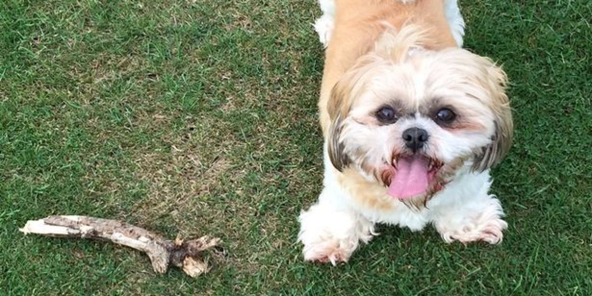 Gracie Lou, la mascota de Mary Burguess